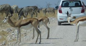Self-drive safari in Etosha