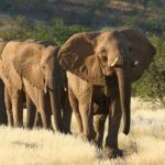 The desert elephants of Damaraland