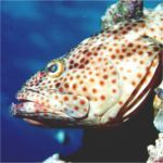 Close up of a not particularly pretty fish!