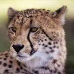 Close up of a cheetah