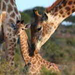 Giraffe family