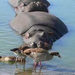 Hippo in the waterhole at Lalibela