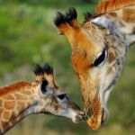 Mother Love