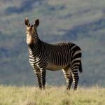 Mountain zebra