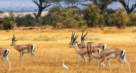 Impala in the Kruger Park