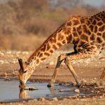 Etosha wildlife
