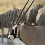 Gemsbok in Etosha