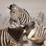 Etosha lion