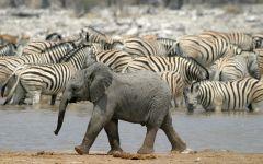 Wildlife at a waterhole in Etosha