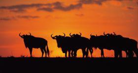 Sunset in Kenya