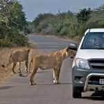 Lions on the road in Kruger