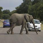 A zebra crossing...