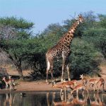 Waterhole delights
