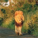 Lion in the Kruger Park