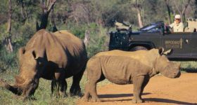 On safari in Madikwe