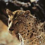 Leopard at Okonjima