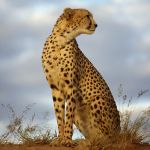Cheetah at Okonjima