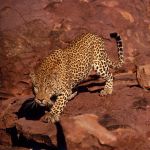 Leopard on the rocks
