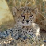 Cheetah cub