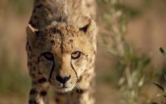 AfriCat Foundation