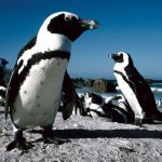 Penguins at Boulders Beach