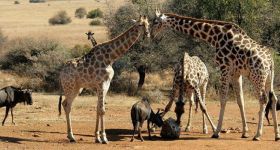 Wildlife in Pilanesberg