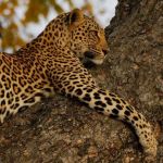 Leopard in a tree