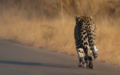 Self-Drive Safaris in the Kruger National Park