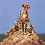 Serengeti cheetah