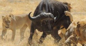 Exciting safari in Tanzania