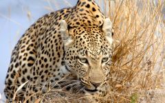 Types of Safari Available Across Southern and East Africa