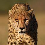 On safari in the Waterberg