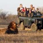 Watching a lion