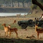 Safaris in Zambia