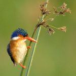 Emerald Season in Zambia