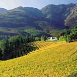 The Cape Winelands