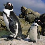 Penguins at Boulders Beach