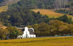 Constantia Wine Route