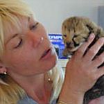 Newborn cheetah