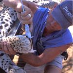 Clipping claws