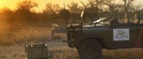 Thornybush