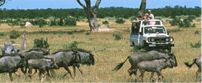 On safari