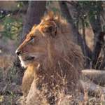 Lion - Sabi Sand