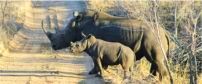 Kruger Safari Holidays