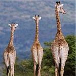 Giraffe