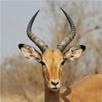 Impala