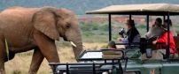 Getting Close to the Wildlife on Safari