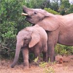 Elephants - Addo