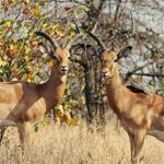 Impala - Kruger