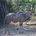 Male Kudu - Kruger